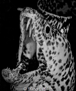 Snappy pose. by Steven Miller 